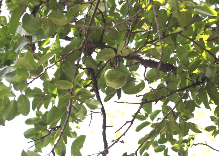 Australian Mangroves Meliaceae